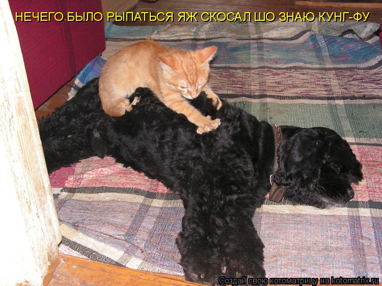 Котоматрица: НЕЧЕГО БЫЛО РЫПАТЬСЯ ЯЖ СКОСАЛ ШО ЗНАЮ КУНГ-ФУ