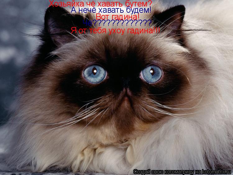 Хозьяйка чё хавать бутем? А нечё хавать будем! Вот гадина! Чё????????????? Я от тебя ухоу гадина!!!... Котоматрица: Хозьяйка чё хавать бутем? А нечё хавать будем! Вот гадина! Чё????????????? Я от тебя ухоу гадина!!!