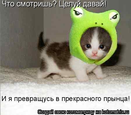Что смотришь? Целуй давай! И я превращусь в прекрасного прынца!... Котоматрица: Что смотришь? Целуй давай! И я превращусь в прекрасного прынца!