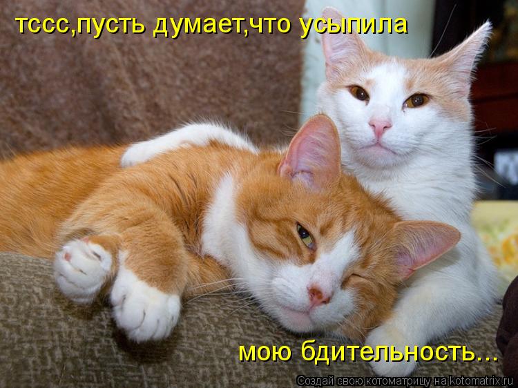 Котоматрица: тссс,пусть думает,что усыпила мою бдительность...
