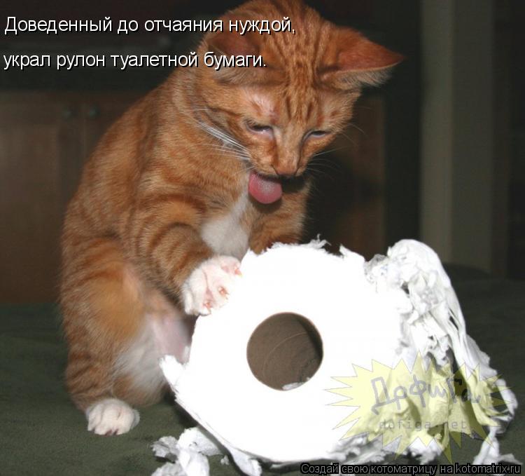 Котоматрица: Доведенный до отчаяния нуждой, украл рулон туалетной бумаги.