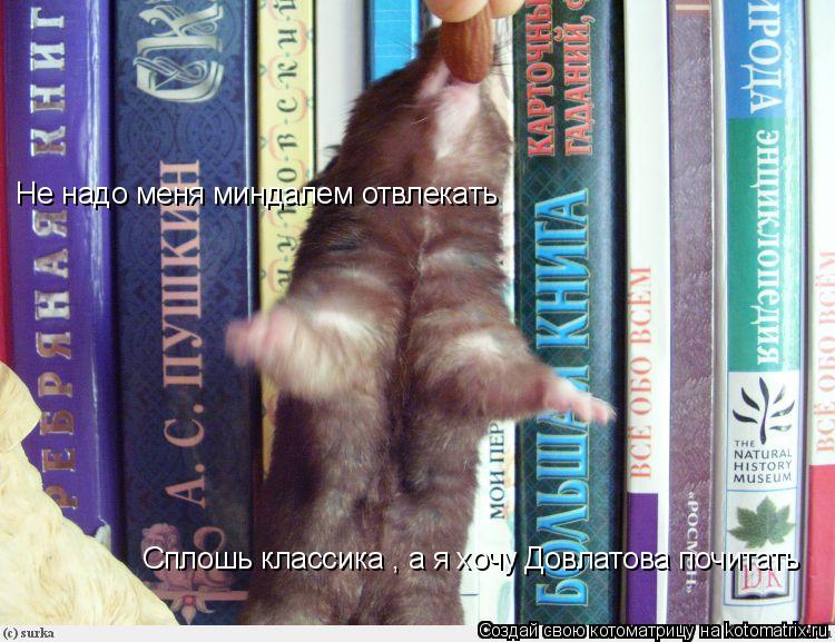 Котоматрица: Не надо меня миндалем отвлекать  Сплошь классика , а я хочу Довлатова почитать