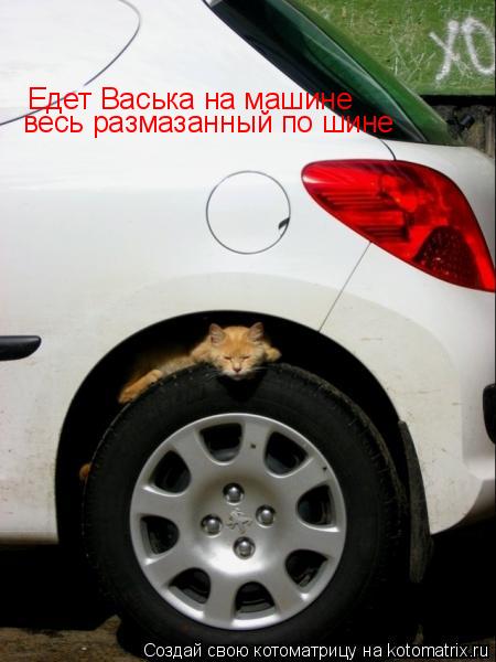 Едет Васька на машине Едет Васька на машине весь размазанный по шине... Котоматрица: Едет Васька на машине Едет Васька на машине весь размазанный по шине