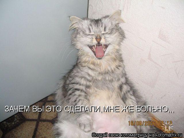 ЗАЧЕМ ВЫ ЭТО СДЕЛАЛИ,МНЕ ЖЕ БОЛЬНО,,,... Котоматрица: ЗАЧЕМ ВЫ ЭТО СДЕЛАЛИ,МНЕ ЖЕ БОЛЬНО,,,