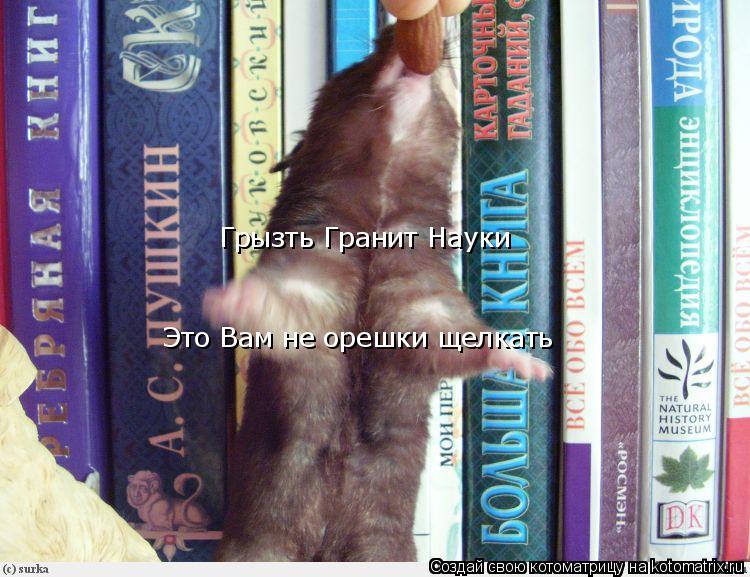 Грызть Гранит Науки Это Вам не орешки щелкать... Котоматрица: Грызть Гранит Науки Это Вам не орешки щелкать