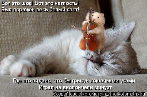 Котоматрица: Вот это шок! Вот это наглость! Был поражён весь белый свет! Где это видано, что бы грызун кошачьими усами Играл на виолончели минуэт