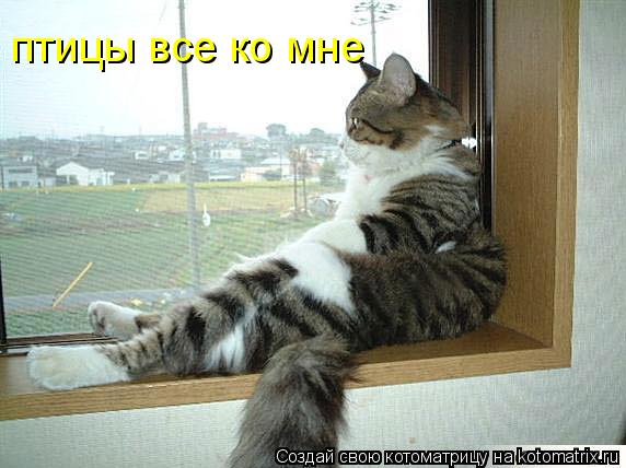 птицы все ко мне... Котоматрица: птицы все ко мне
