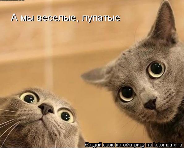 А мы веселые, лупатые... Котоматрица: А мы веселые, лупатые