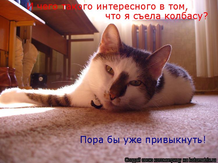 И чего такого интересного в том, что я съела колбасу? Пора бы уже привыкнуть!... Котоматрица: И чего такого интересного в том, что я съела колбасу? Пора бы уже привыкнуть!