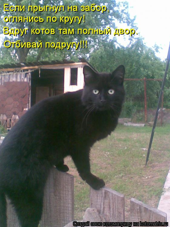 Если прыгнул на забор, оглянись по кругу! Вдруг котов там полный двор. Отбивай подругу!!!... Котоматрица: Если прыгнул на забор, оглянись по кругу! Вдруг котов там полный двор. Отбивай подругу!!!