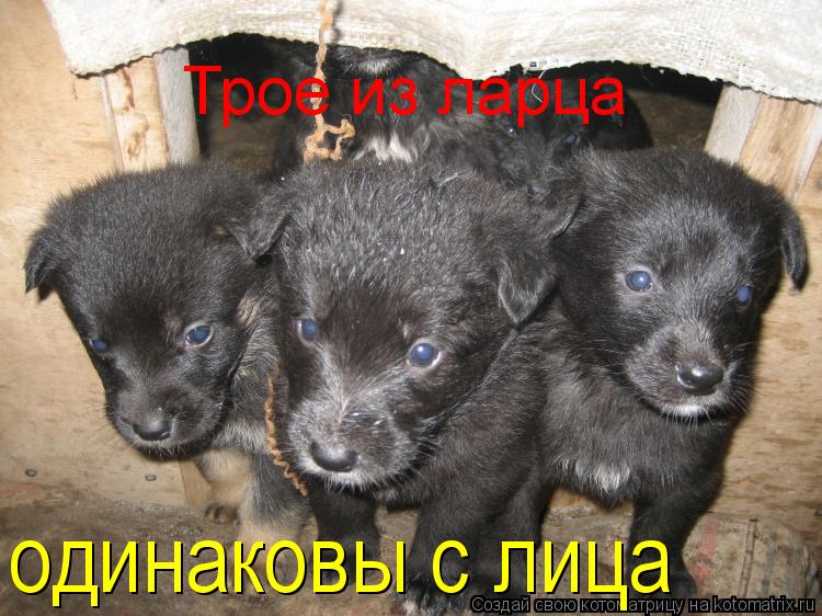 Котоматрица: одинаковы с лица Трое из ларца