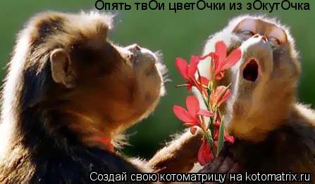 Опять твОи цветОчки из зОкутОчка... Котоматрица: Опять твОи цветОчки из зОкутОчка