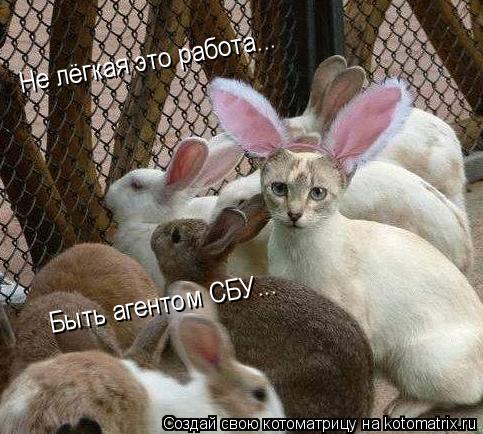Не лёгкая это работа... Быть агентом СБУ...... Котоматрица: Не лёгкая это работа... Быть агентом СБУ...