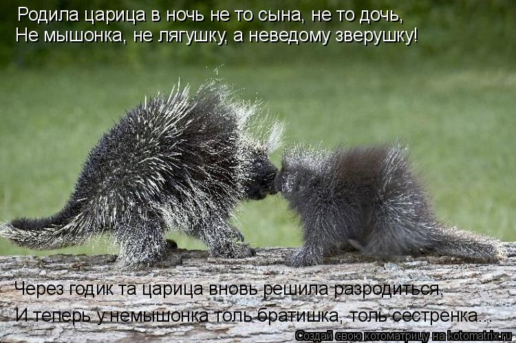Котоматрица: Родила царица в ночь не то сына, не то дочь, Не мышонка, не лягушку, а неведому зверушку! Через годик та царица вновь решила разродиться, И теп