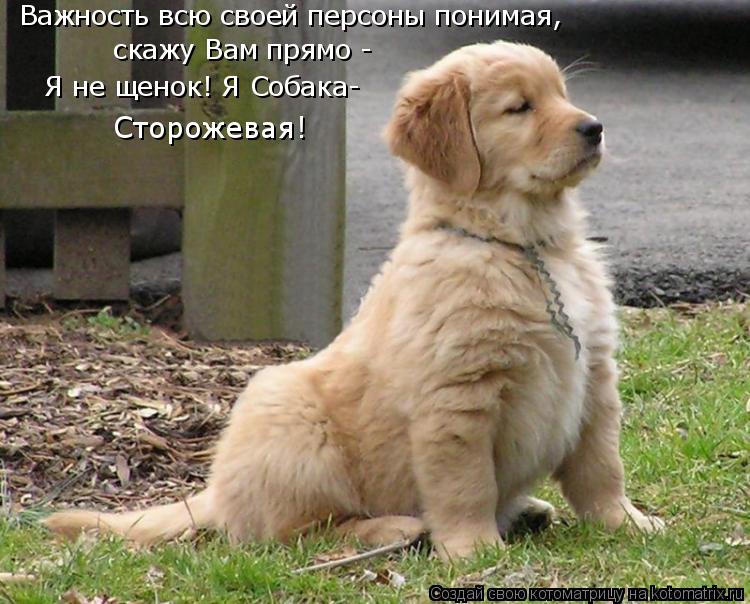 Котоматрица: Важность всю своей персоны понимая, скажу Вам прямо -  Я не щенок! Я Собака- Сторожевая!