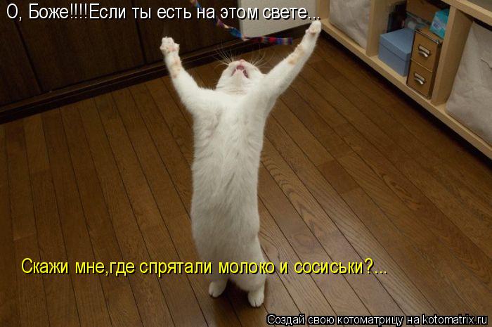 Котоматрица: О, Боже!!!!Если ты есть на этом свете... Скажи мне,где спрятали молоко и сосиськи?...