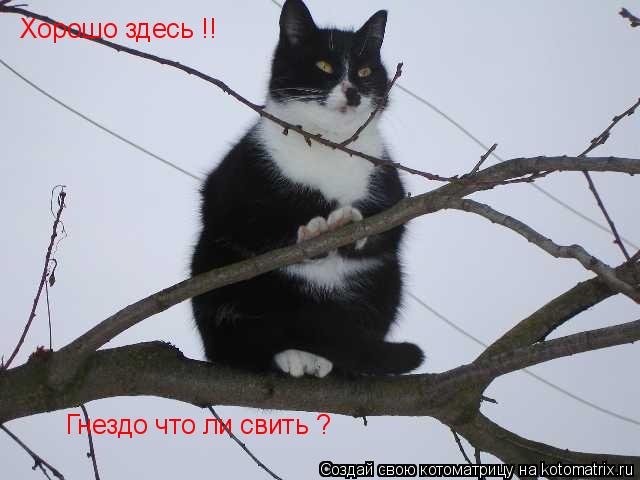 Хорошо здесь !! Гнездо что ли свить ?... Котоматрица: Хорошо здесь !! Гнездо что ли свить ?