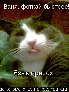 Ваня, фоткай быстрее! Язык присох...... Котоматрица: Ваня, фоткай быстрее! Язык присох...