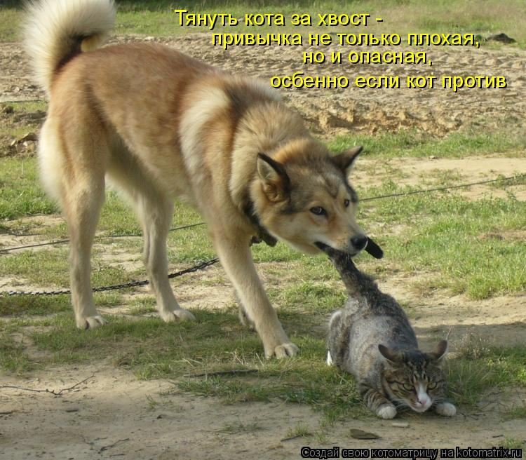 Котоматрица: Тянуть кота за хвост - привычка не только плохая, но и опасная, осбенно если кот против