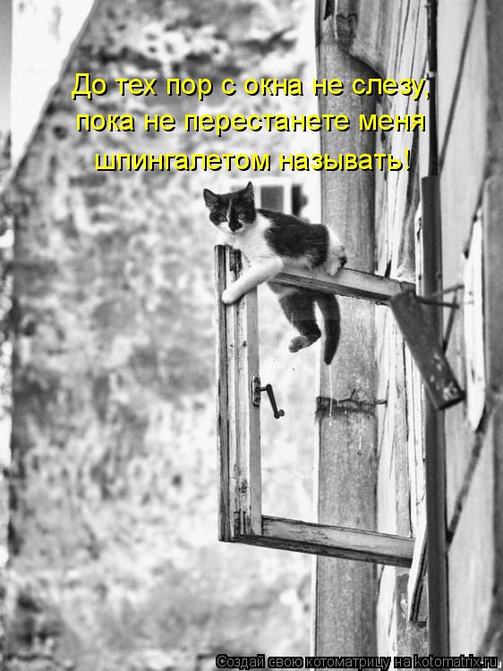 До тех пор с окна не слезу, пока не перестанете меня шпингалетом называть!... Котоматрица: До тех пор с окна не слезу, пока не перестанете меня шпингалетом называть!