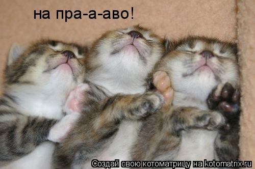 на пра-а-аво!... Котоматрица: на пра-а-аво!