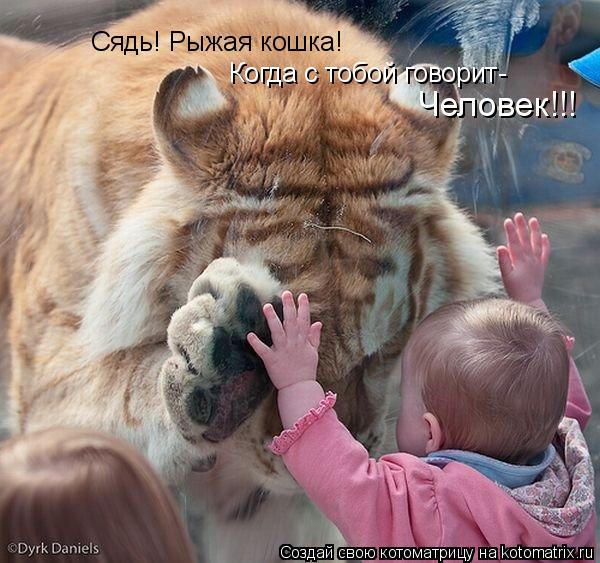 Котоматрица: Сядь! Рыжая кошка! Когда с тобой говорит- Человек!!!