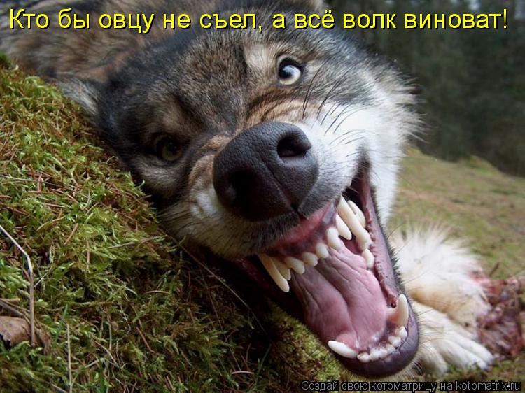 Котоматрица: Кто бы овцу не съел, а всё волк виноват!