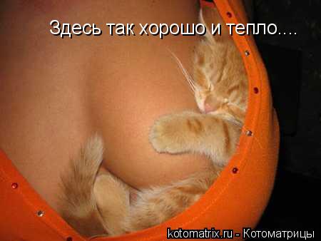 Здесь так хорошо и тепло....... Котоматрица: Здесь так хорошо и тепло....