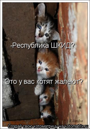 -Республика ШКИД? Это у вас котят жалеют?... Котоматрица: -Республика ШКИД? Это у вас котят жалеют?