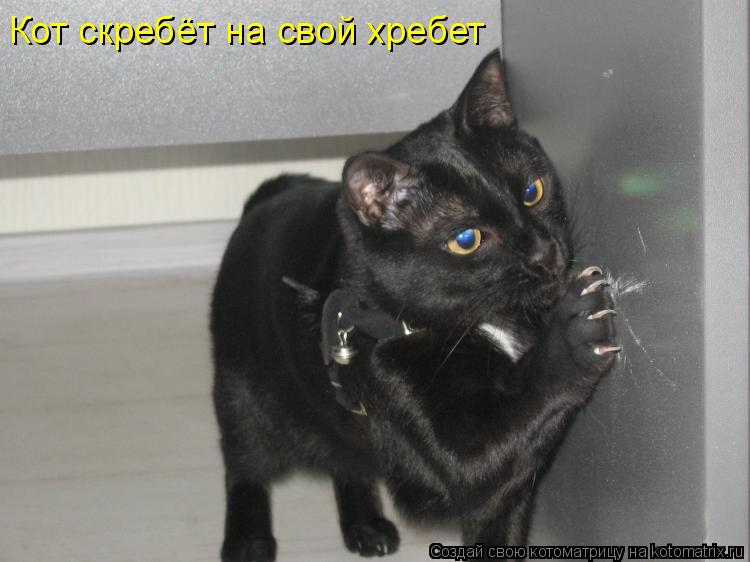 Котоматрица: Кот скребёт на свой хребет