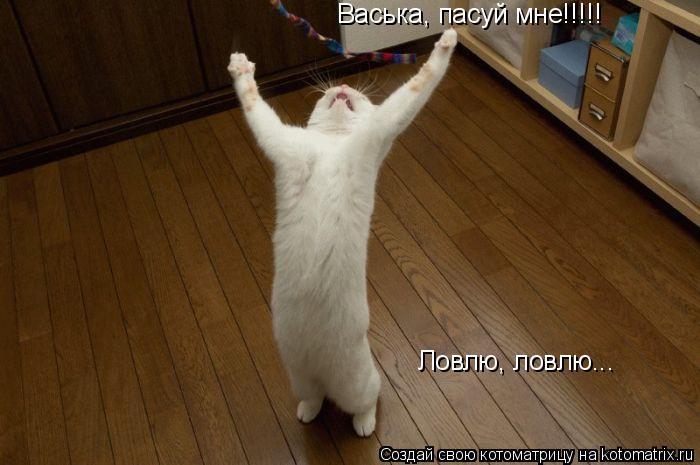 Котоматрица: Васька, пасуй мне!!!!! Ловлю, ловлю...