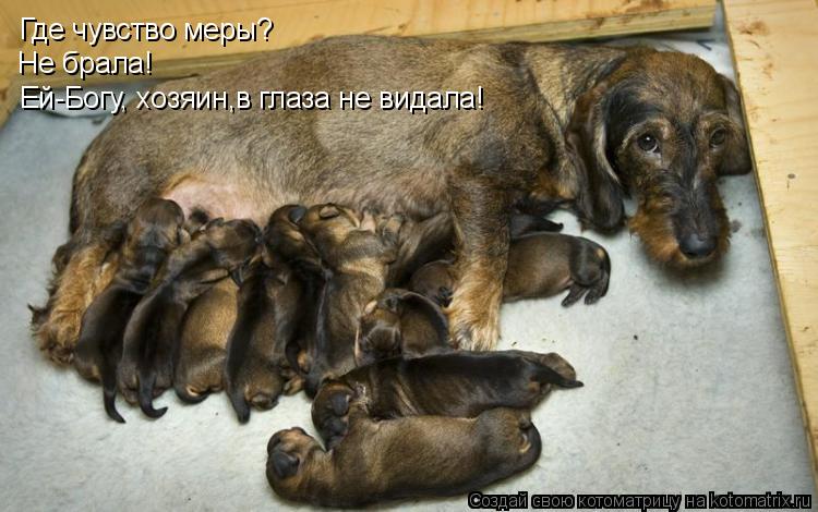 Где чувство меры? Не брала! Ей-Богу, хозяин,в глаза не видала!... Котоматрица: Где чувство меры? Не брала! Ей-Богу, хозяин,в глаза не видала!