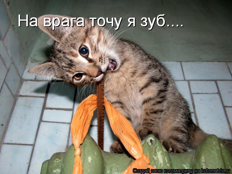 Котоматрица: На врага точу я зуб.... На врага точу я зуб....