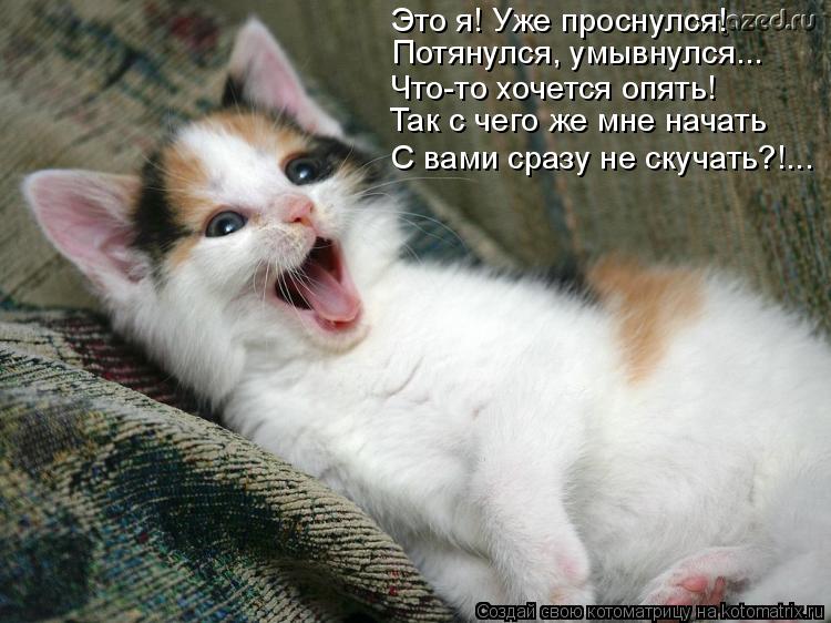 Это я! Уже проснулся! Потянулся, умывнулся... Что-то хочется опять! Так с чего же мне начать С вами с... Котоматрица: Это я! Уже проснулся! Потянулся, умывнулся... Что-то хочется опять! Так с чего же мне начать С вами сразу не скучать?!...