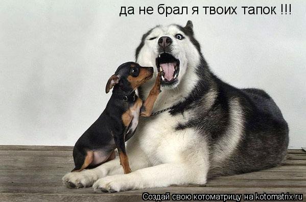да не брал я твоих тапок !!!... Котоматрица: да не брал я твоих тапок !!!