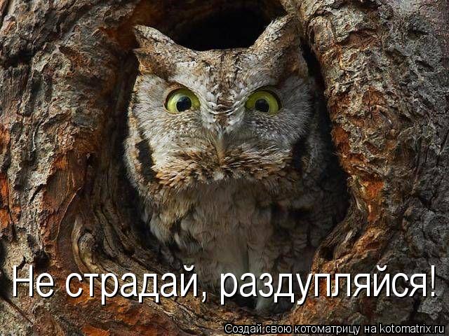 Не страдай, раздупляйся!... Котоматрица: Не страдай, раздупляйся!