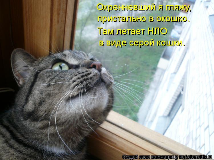 Охренневший я гляжу, пристально в окошко. Там летает НЛО в виде серой кошки.... Котоматрица: Охренневший я гляжу, пристально в окошко. Там летает НЛО в виде серой кошки.