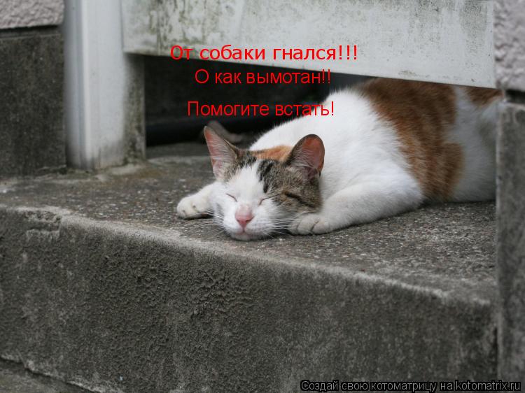 От собаки гнался!!! Помогите встать! О как вымотан!!... Котоматрица: От собаки гнался!!! Помогите встать! О как вымотан!!