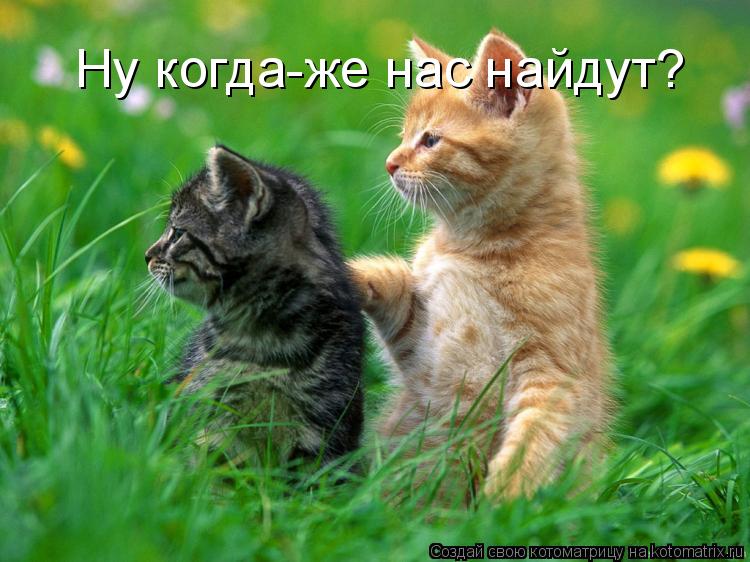 Ну когда-же нас найдут?... Котоматрица: Ну когда-же нас найдут?