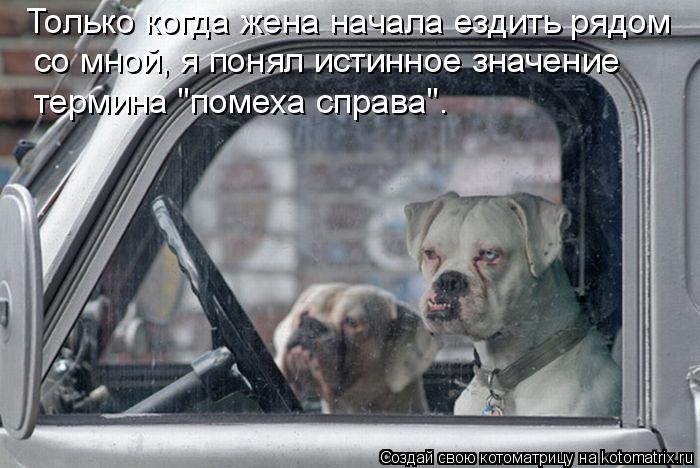 Котоматрица: Только когда жена начала ездить рядом  со мной, я понял истинное значение термина "помеха справа".