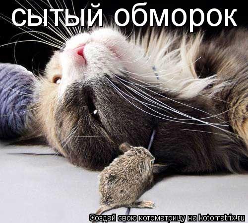 сытый обморок... Котоматрица: сытый обморок