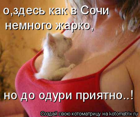 Котоматрица: о,здесь как в Сочи немного жарко, но до одури приятно..!