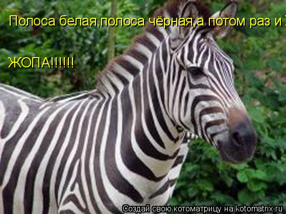 Полоса белая,полоса чёрная,а потом раз и ЖОПА!!!!!! ЖОПА!!!!!!... Котоматрица: Полоса белая,полоса чёрная,а потом раз и ЖОПА!!!!!! ЖОПА!!!!!!