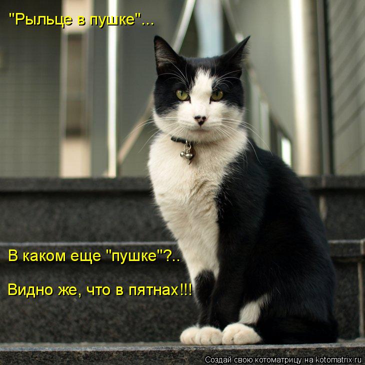 "Рыльце в пушке"... В каком еще "пушке"?.. Видно же, что в пятнах!!!... Котоматрица: "Рыльце в пушке"... В каком еще "пушке"?.. Видно же, что в пятнах!!!