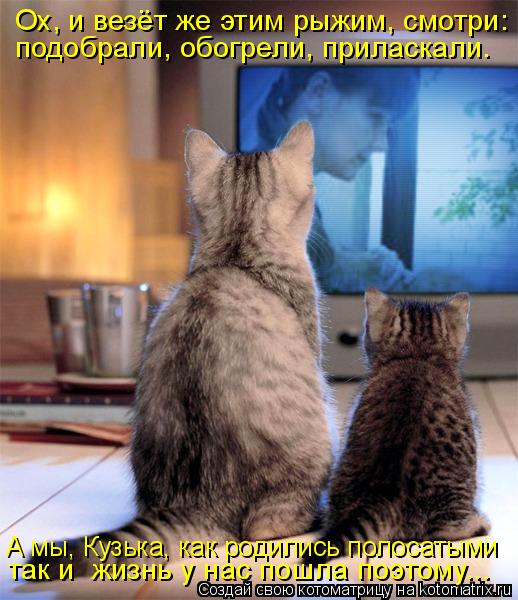 Котоматрица: подобрали, обогрели, приласкали. А мы, Кузька, как родились полосатыми так и  жизнь у нас пошла поэтому... Ох, и везёт же этим рыжим, смотри: