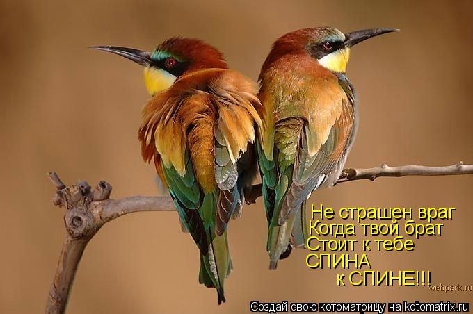 Не страшен враг Когда твой брат Стоит к тебе СПИНА к СПИНЕ!!!... Котоматрица: Не страшен враг Когда твой брат Стоит к тебе СПИНА к СПИНЕ!!!