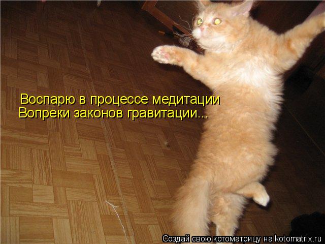 Воспарю в процессе медитации Вопреки законов гравитации...... Котоматрица: Воспарю в процессе медитации Вопреки законов гравитации...
