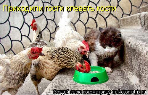 Котоматрица: Приходили гости клевать кости
