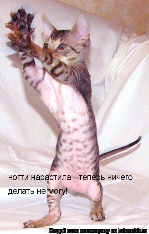 Котоматрица: ногти нарастила - теперь ничего делать не могу!