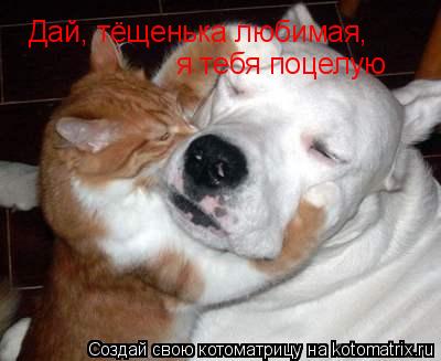 Котоматрица: Дай, тёщенька любимая,  я тебя поцелую